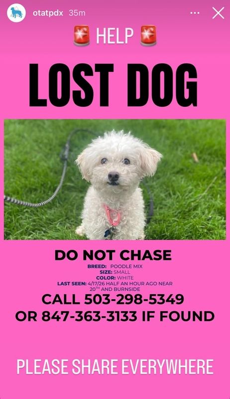 Lost Dog in Portland, Oregon — listing photo