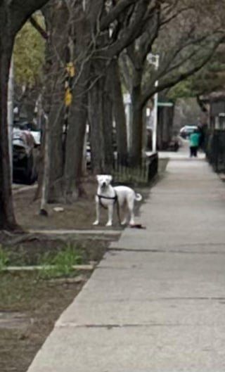 Lost Dog in Chicago, Illinois — listing photo