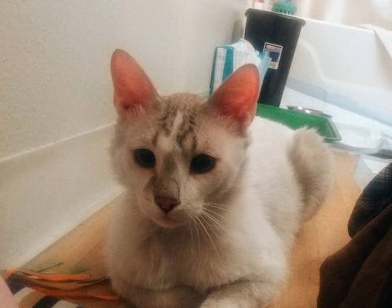 Pet alert in Las Vegas, Nevada — Update on "Orleans Cat"