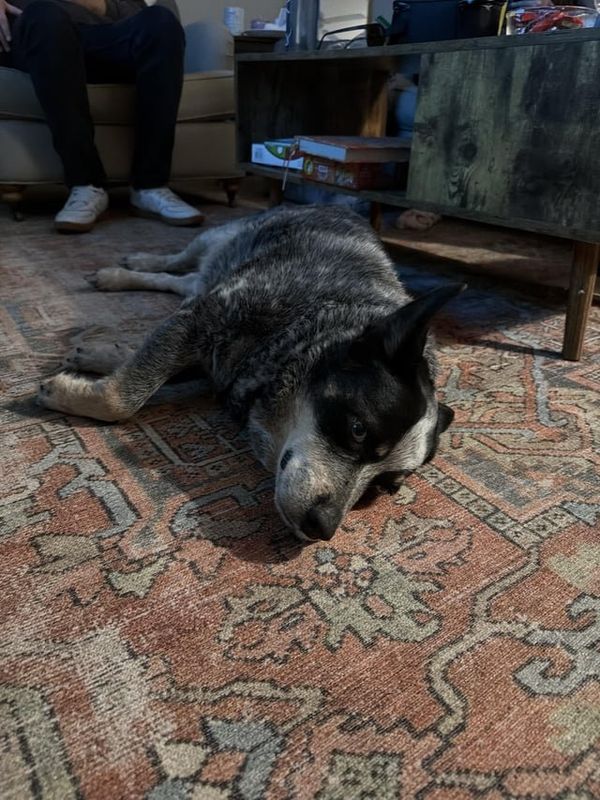 Lost Dog in Asheville, North Carolina — listing photo