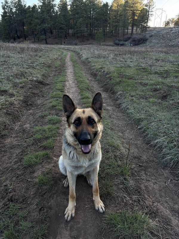Lost Dog in Flagstaff, Arizona — listing photo