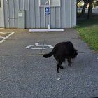 Lost Dog in Warren, Michigan — listing photo