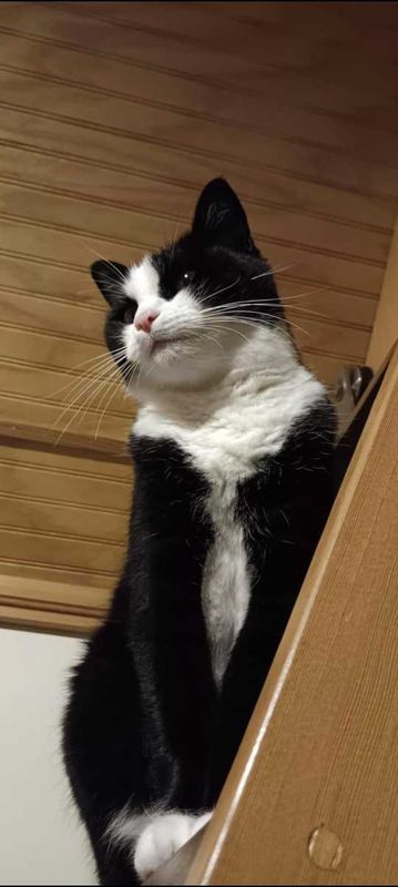 Lost Cat in Hillsboro, Oregon — listing photo