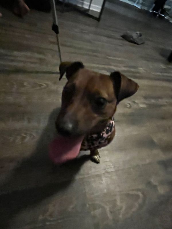 Lost Dog in Knoxville, Tennessee — listing photo