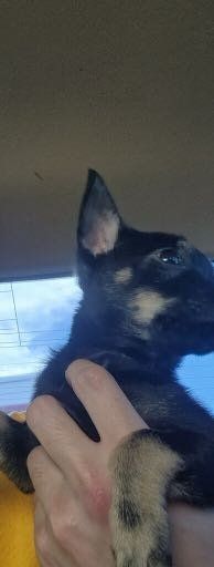 Lost Dog in Jarrell — listing photo
