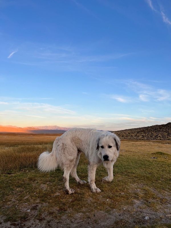 Lost Dog in June Lake — listing photo