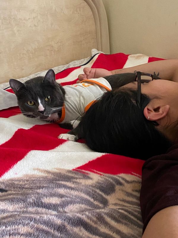 Lost Cat in Greensboro, North Carolina — listing photo