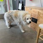 Found Dog in Denver, Colorado — listing photo