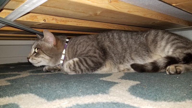 Pet alert in Los Angeles, California — listing photo