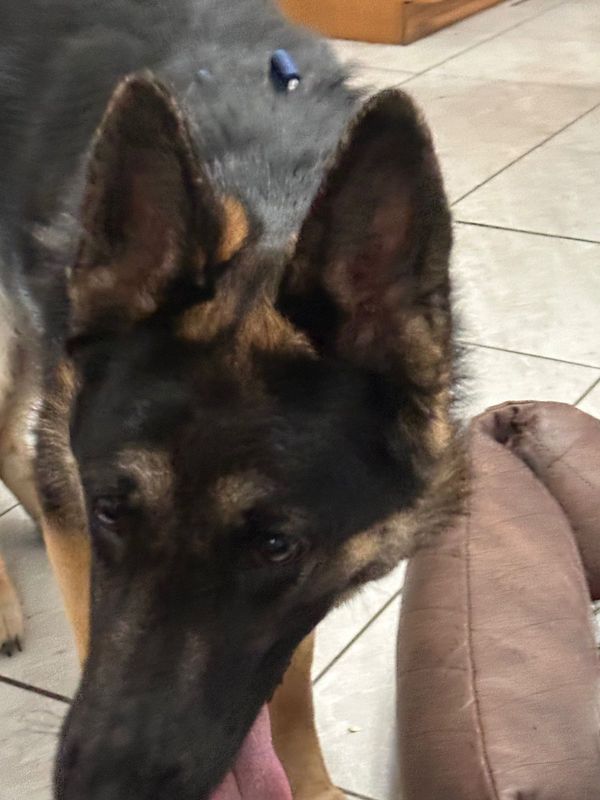 Lost Dog in Desert Hot Springs — listing photo