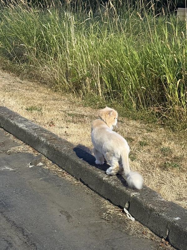 Lost Cat in Redmond, Washington — listing photo