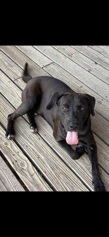 Lost Dog in Henderson, Nevada — listing photo