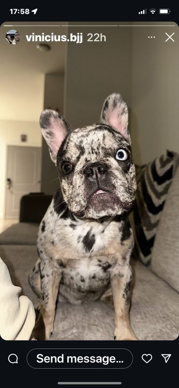 Lost Dog in Fuquay-Varina — listing photo