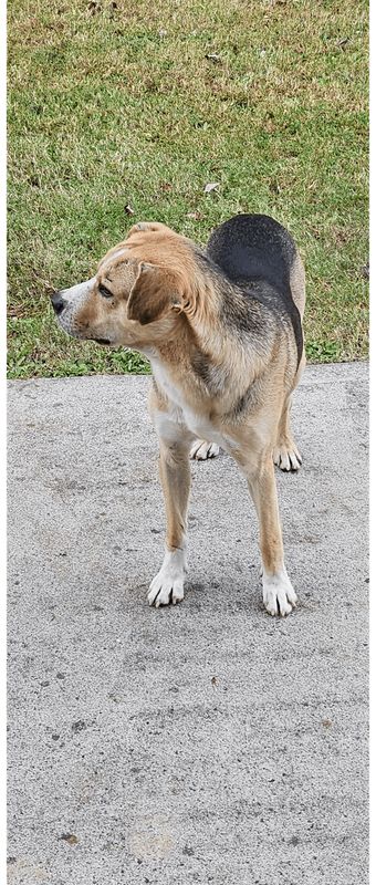 Lost Dog in Charlotte, North Carolina — listing photo