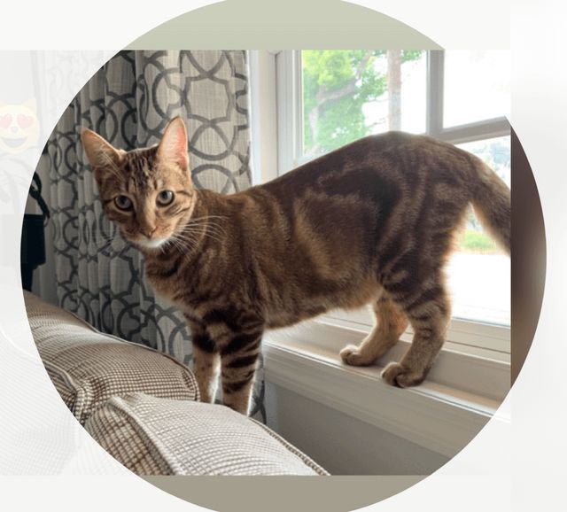Lost Cat in Los Angeles, California — listing photo