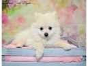 Lost Dog in Los Angeles, California — listing photo