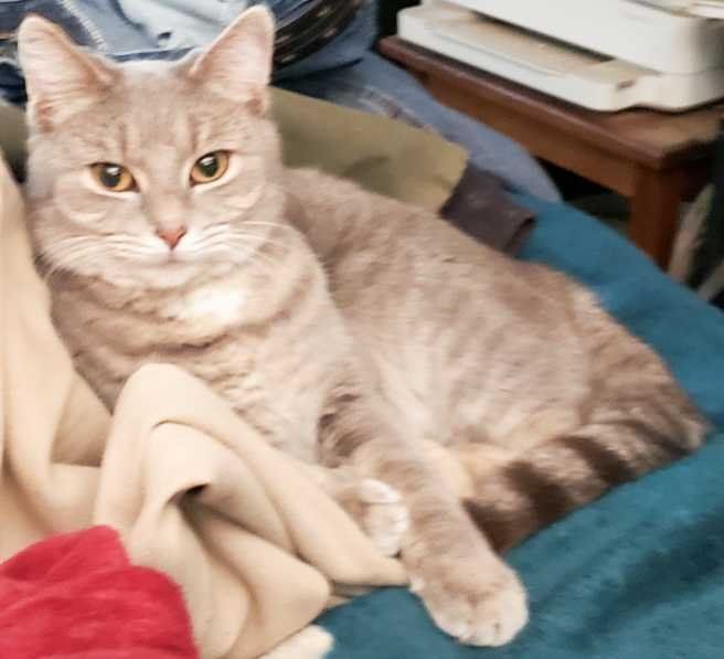 Lost Cat in Visalia, California — listing photo