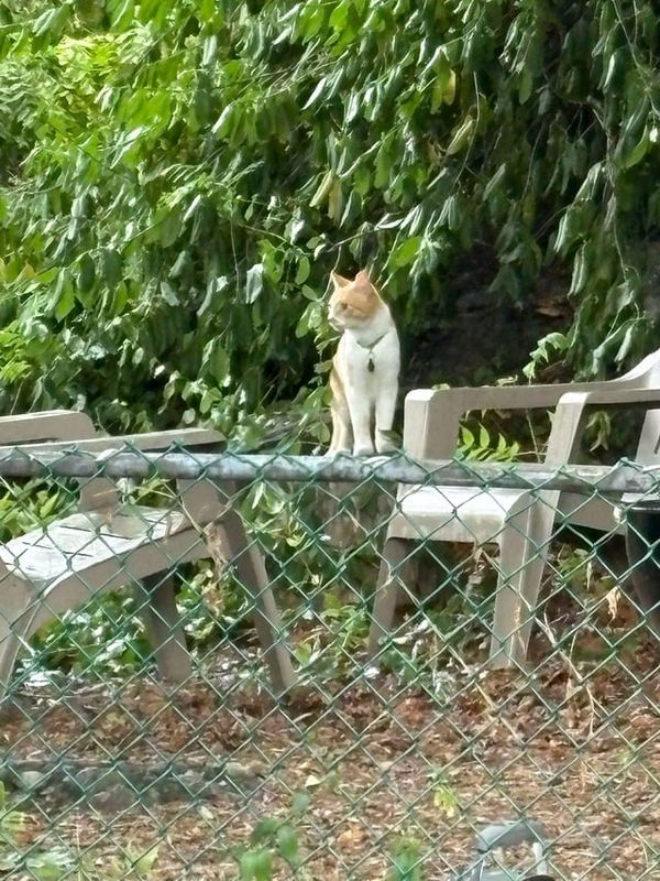 Lost Cat in Boston, Massachusetts — listing photo