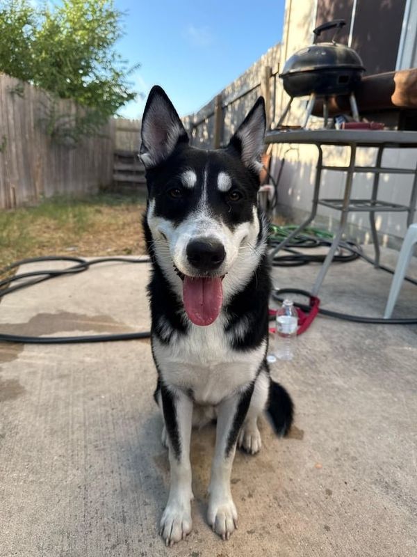 Lost Dog in San Antonio, Texas — listing photo