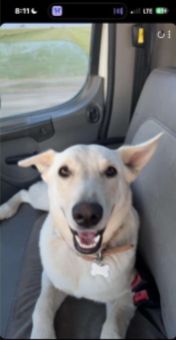 Lost Dog in Atwater — listing photo