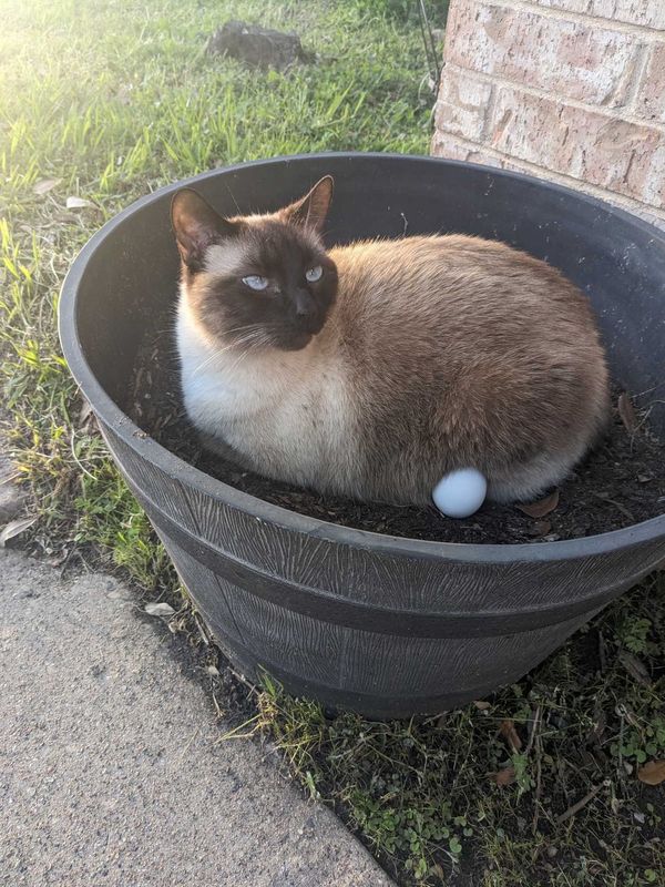 Lost Cat in Rowlett, Texas — listing photo