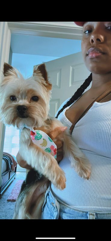 Lost Dog in Houston, Texas — listing photo