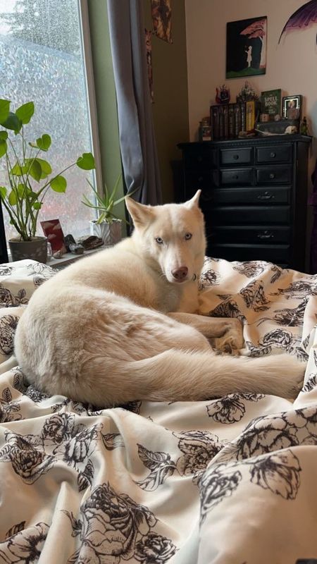 Lost Dog in Washougal — listing photo