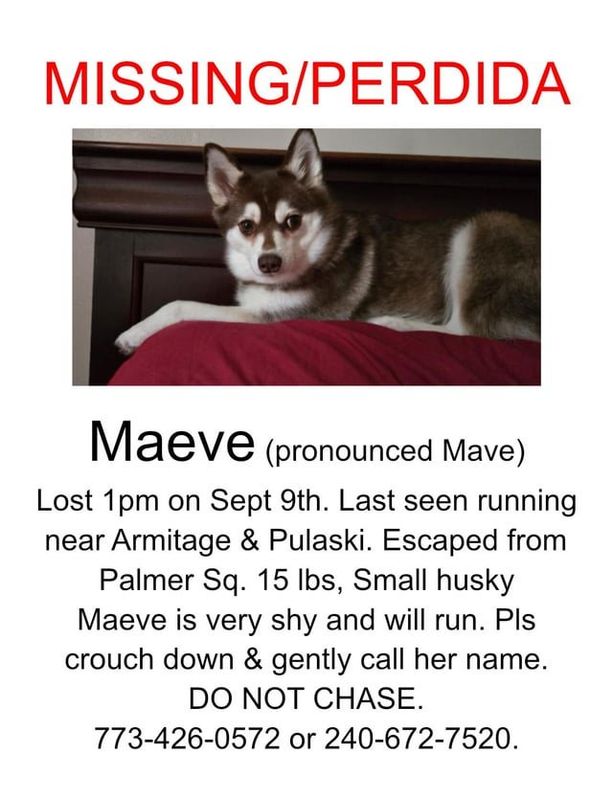 Lost Dog in Chicago, Illinois — listing photo