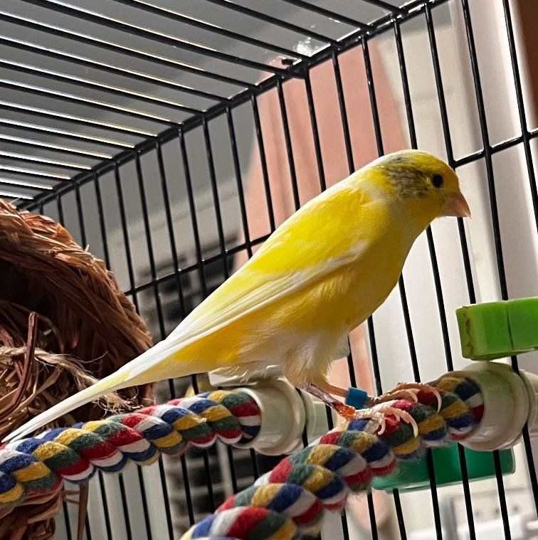 Lost Pet in Lomita — listing photo