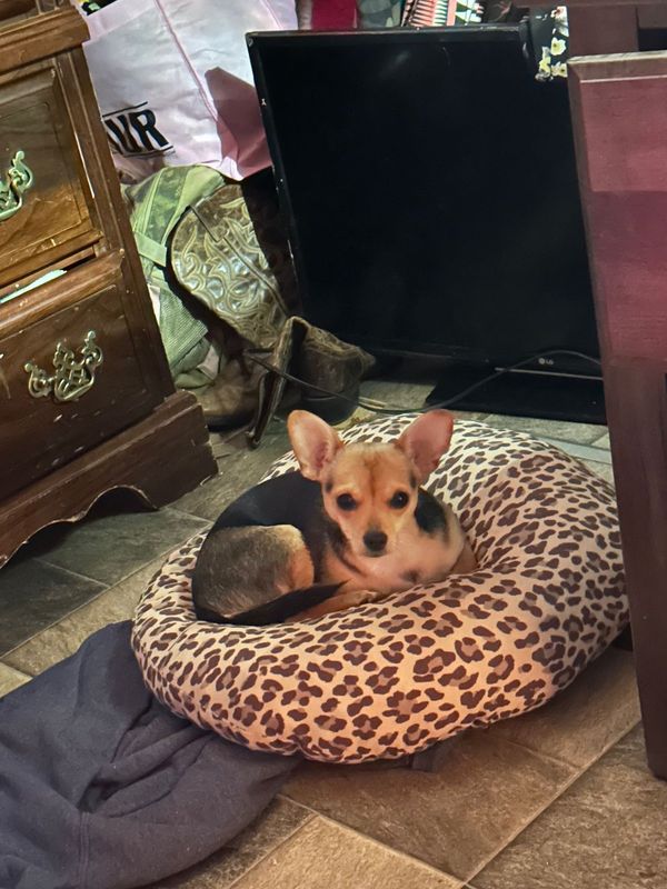 Lost Dog in Thomasville — listing photo