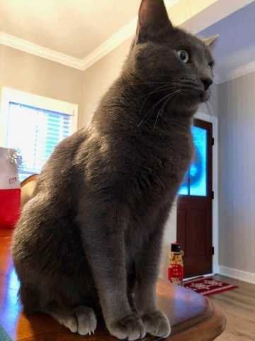 Lost Cat in Bluffton — listing photo