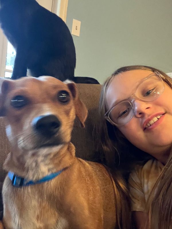 Lost Dog in Mesa, Arizona — listing photo