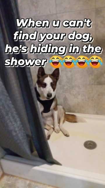 Lost Dog in Las Cruces, New Mexico — listing photo