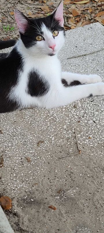 Lost Cat in Zephyrhills — listing photo