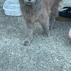 Found Cat in Beverly, Massachusetts — listing photo