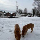 Lost Dog in Louisville, Kentucky — ALERT - lost dogs in Hazelwood - are they yours?