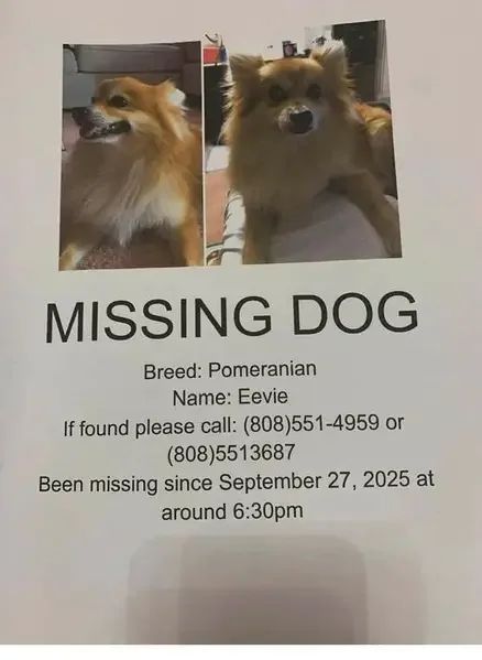 Lost Dog in Jonesboro, Arkansas — listing photo