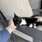 Lost Cat in Baltimore, Maryland — Anyone missing a tuxedo cat in Hampden?