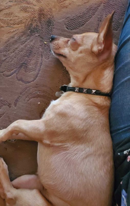 Lost Dog in Mesa, Arizona — listing photo