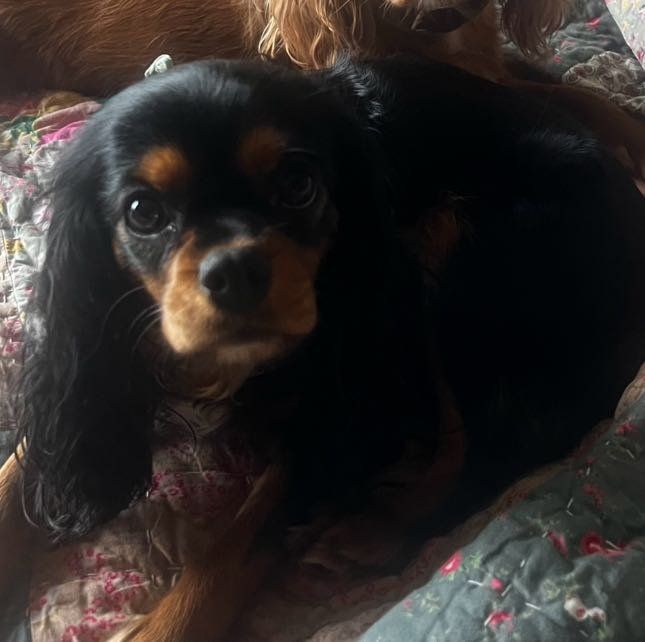 Lost Dog in Spring Hill — listing photo