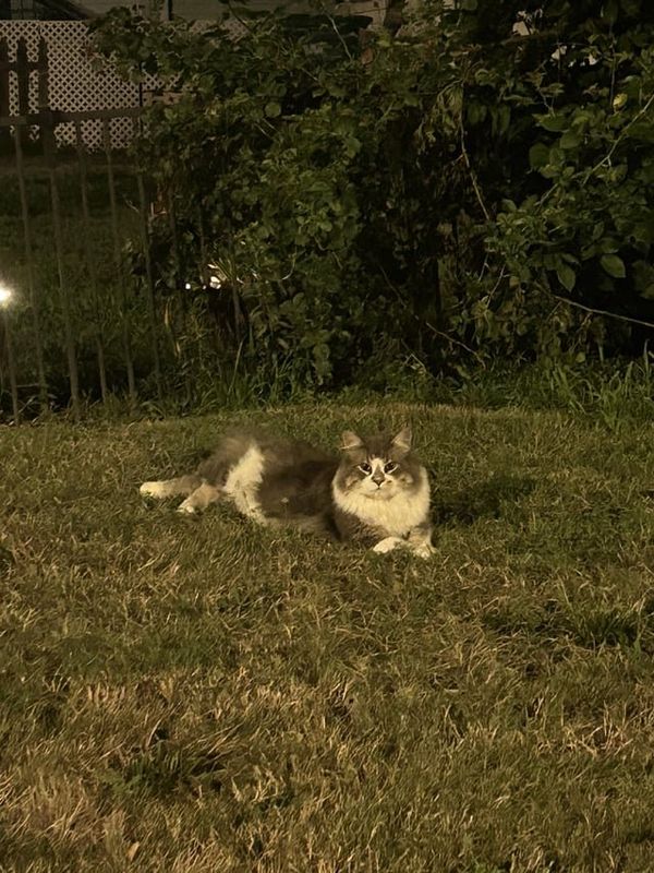 Lost Cat in Boston, Massachusetts — listing photo