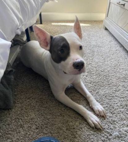 Lost Dog in Houston, Texas — listing photo