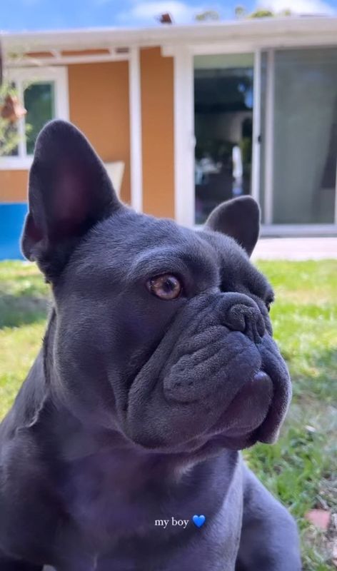 Lost Dog in Anaheim, California — listing photo