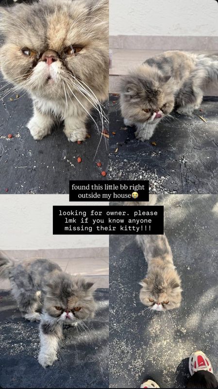 Lost Cat in Miami, Florida — listing photo
