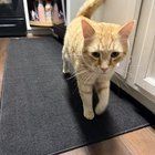 Lost Dog in Dayton, Ohio — listing photo