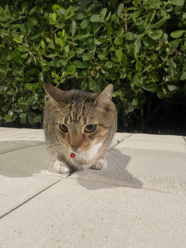 Found Cat in Miami, Florida — Cat found. Near little Havana. Anyone lost a kitty??