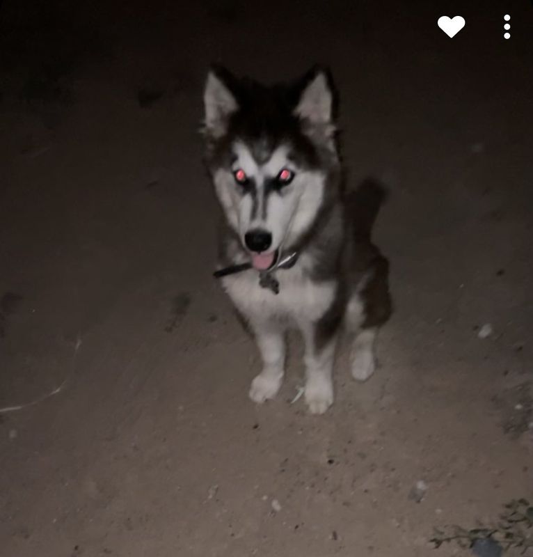 Lost Dog in Vinton — listing photo