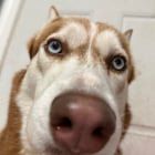 Lost Dog in Newark, New Jersey — listing photo