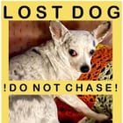 Lost Dog in Anchorage, Alaska — 🆘 LOST DOG • Dimond Estates Mobile Home Park
