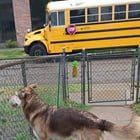 Found Dog in Minneapolis, Minnesota — listing photo